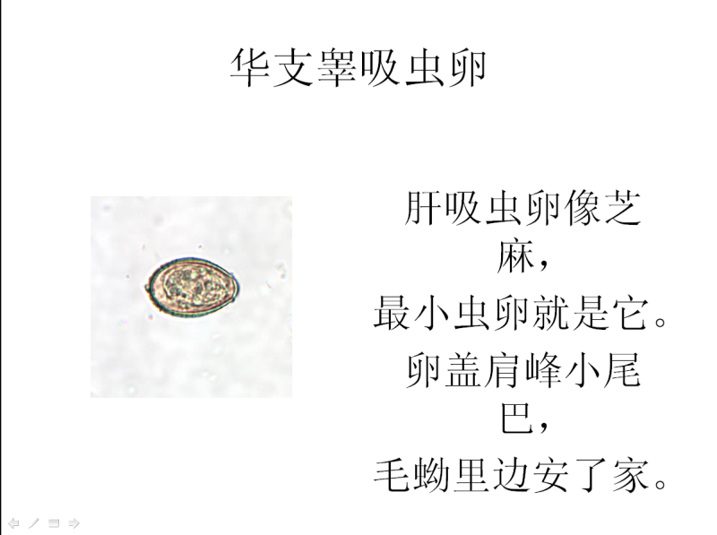 寄生虫学虫卵经典总结陈业劲收集